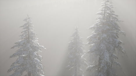 Misty-Fog-in-Pine-Forest-on-Mountain-Slopes